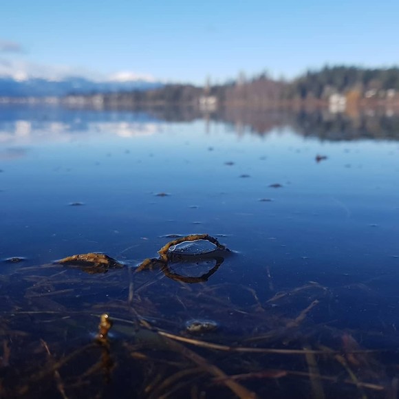 Meet your Posher, Aliana - Picture 1 of 1